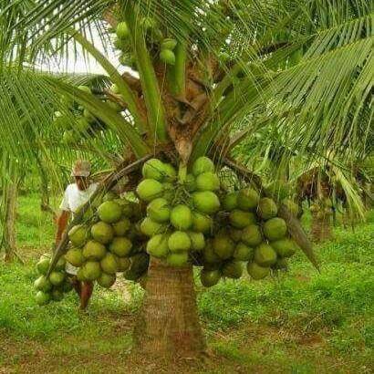 Fresh Tender Coconut (Elaneer)