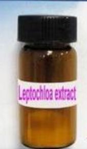 Leptochloa Oil