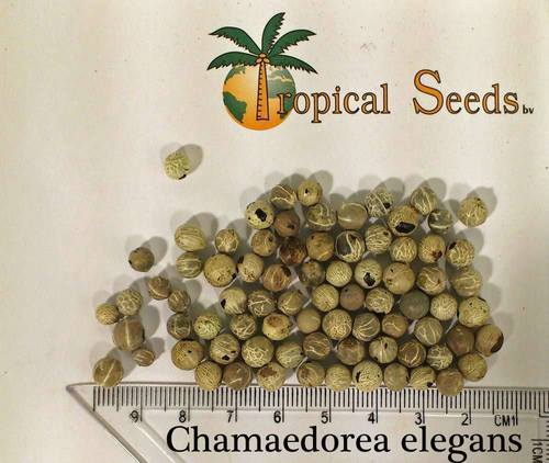 Chamaedorea Elegans (Parlor Palm) Seeds