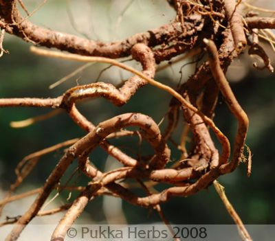 Chitraka ( Plumbago Zeylanica)