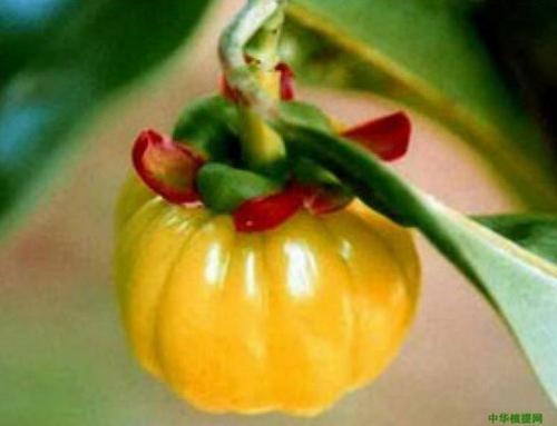 Garcinia Cambogia Extract