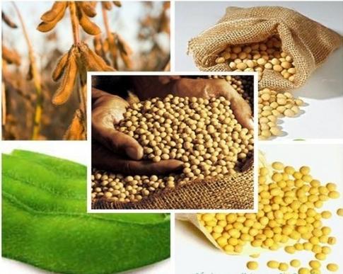 Soybean Extract, 10~80% Isoflavones, 574-12-9