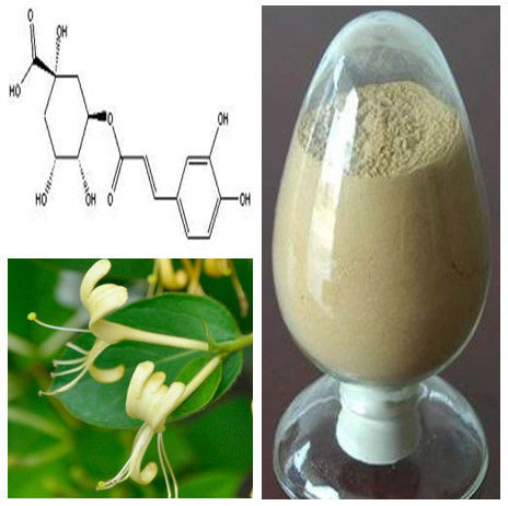 Chlorogenic Acid