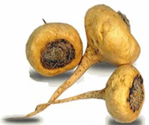 Maca Extract