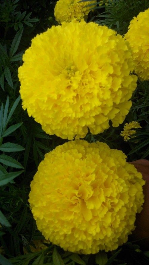 Marigold Seed F1 (Cut Flower)