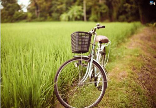 Cycle Stands