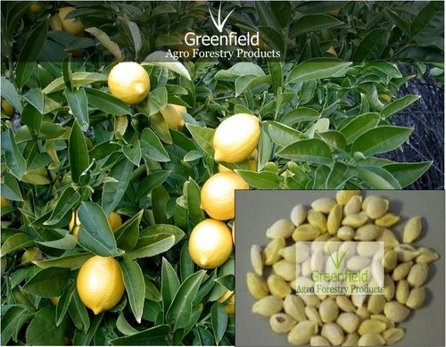 Lemon Fruit Seeds (Citrus)