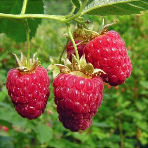 Raspberry Plants