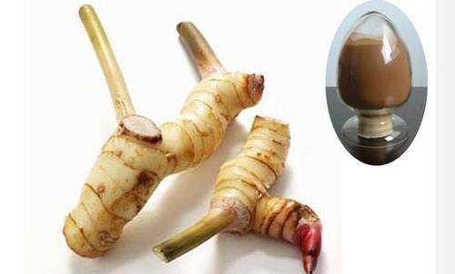 Galangal Extract