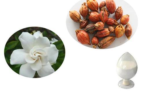 Gardenia Extract Geniposide Gardenia Extract Geniposide