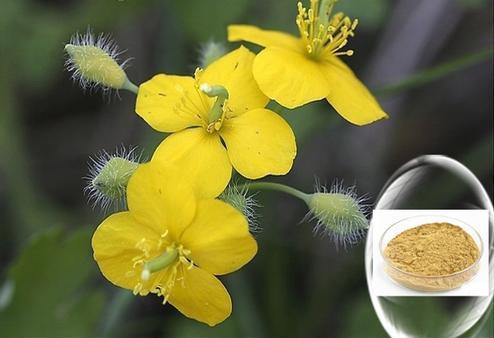 Greater Celandine Extract 90% Chelidonine