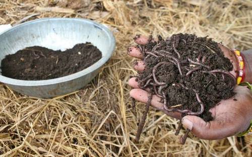 Vermicompost