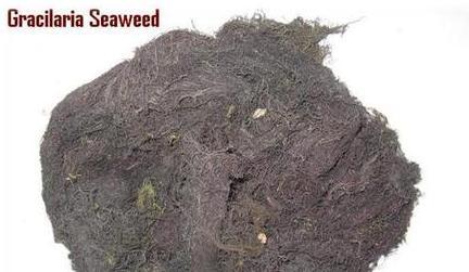 Gracilaria Seaweed