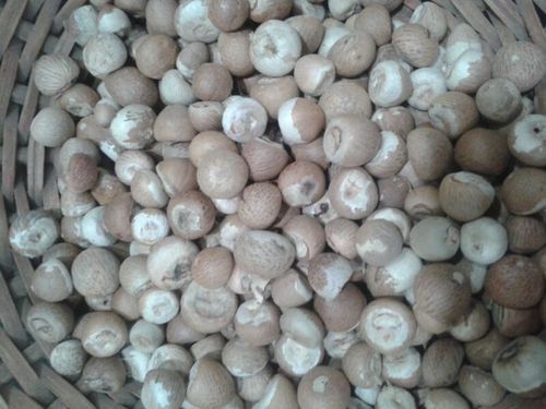 White Areca Nut