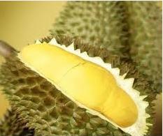 Fresh And Frozen Durian