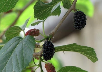 mulberry leaf extract