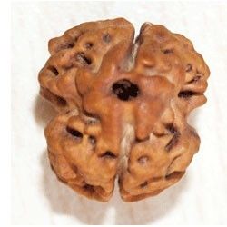 Dwi Mukhi (Two Face) Rudraksha