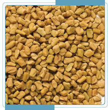 Fenugreek Seed