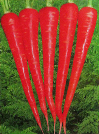 Carrot Seeds (No 404)
