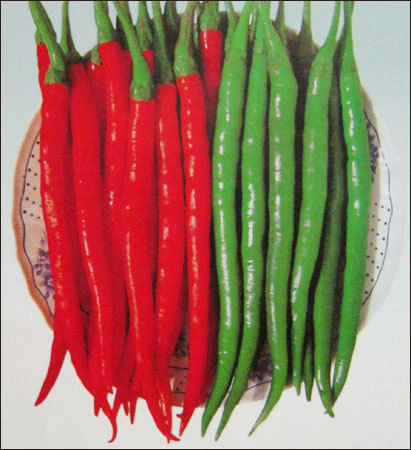 Chilli Seeds (No 585)