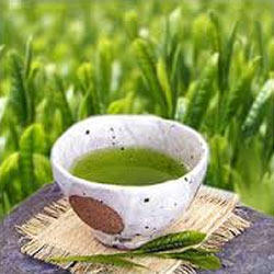 Sencha Green Tea