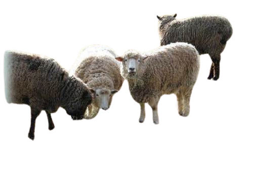 Normal Shine Skin-Friendly Raw Sheep Wool For Making Garments