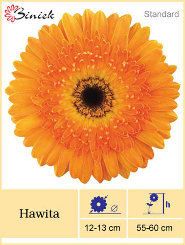 Yellow Gerbera Plant Hawita Flower 12-13 Cm