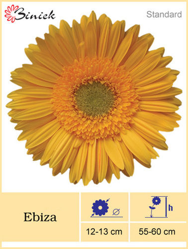 Yellow Gerbera Plant Ibiza Flower 12-13 cm