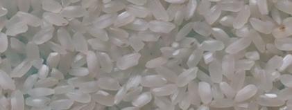 5% Broken Vietnam Calrose Rice