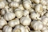 Fresh Garlic