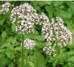 Valerian Extract