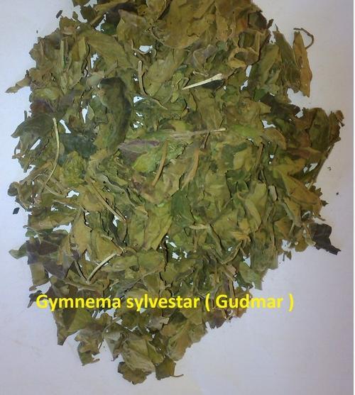 Gymnema Sylvester Dry Place