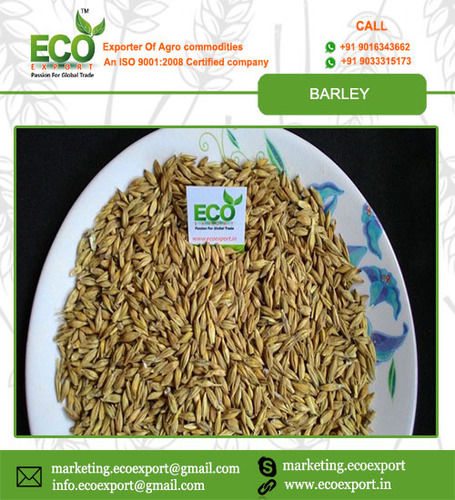 Indian Barley Seed