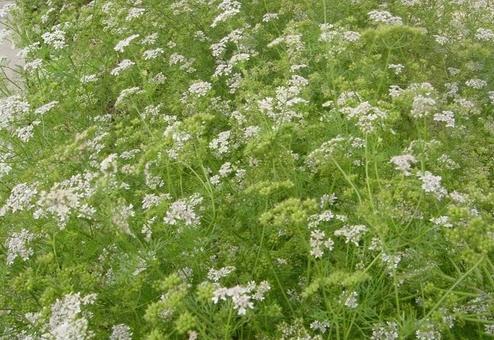 Coriander Seeds