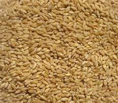 Soft Durum Wheat