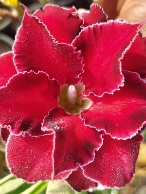 Adenium Plants (Grafted Hybrids)