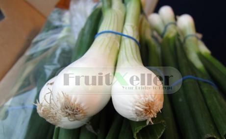 FruitXeller Spring Onions