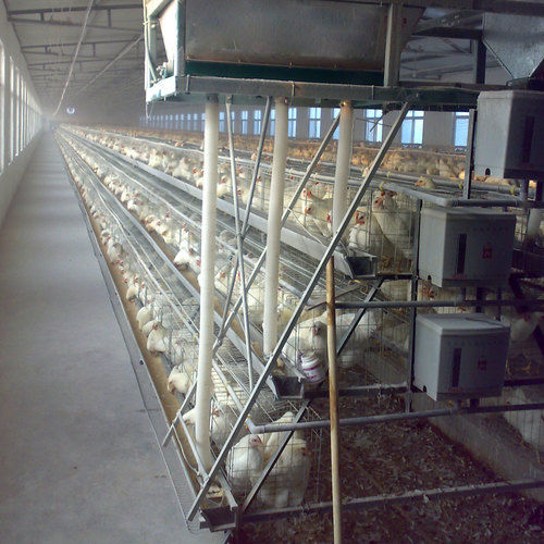 Egg Laying Hen Cages