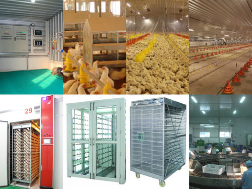 Poultry Auto-Feeding System