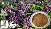 Butterbur Extract Petasins 15%