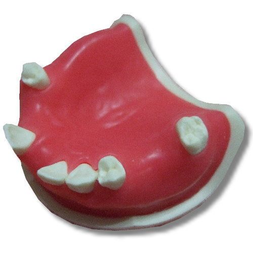 dental model