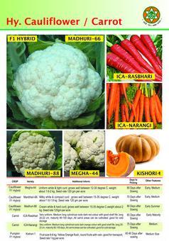 Hybrid Cauliflower And Carrot Seed