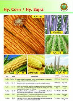 Hybrid Corn And Bajra Seeds