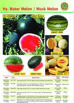 Hybrid Watermelon And Muskmelon Seed