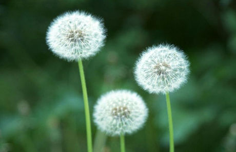 Dandelion Extract