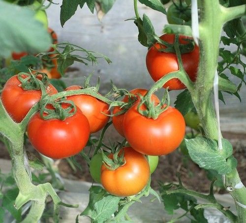 Lycopene and Tomato Extract