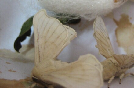 Male Silk Moth Extract