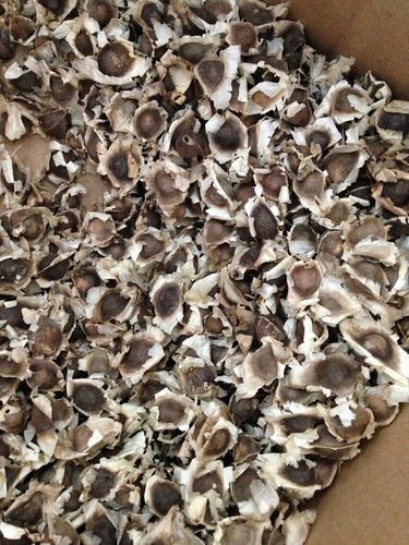 Moringa PKM 1 Black Dried Farm Fresh Seeds