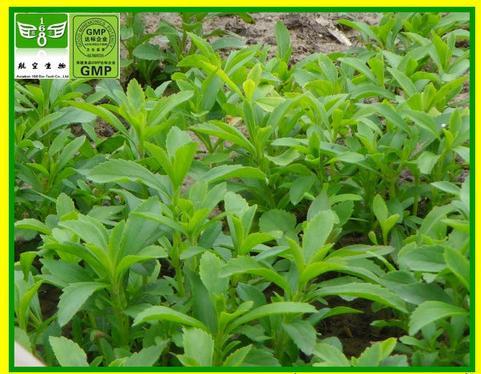 Stevia Extract - 100% Pure Natural Plant Extract >98% Purity, Versatile Sweetener for Food and Pharmaceuticals, Ideal for Diabetics