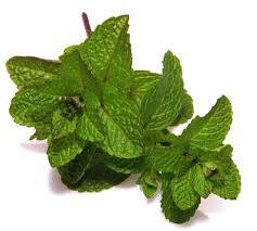 mint oil